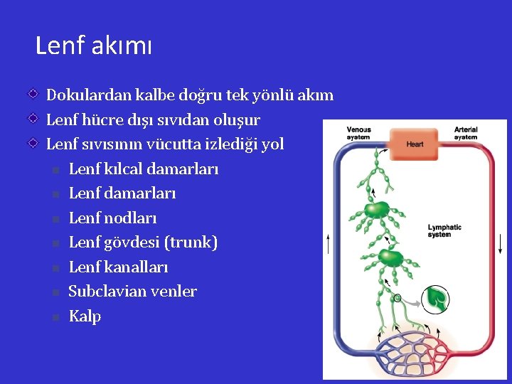 Lenf akımı Dokulardan kalbe doğru tek yönlü akım Lenf hücre dışı sıvıdan oluşur Lenf