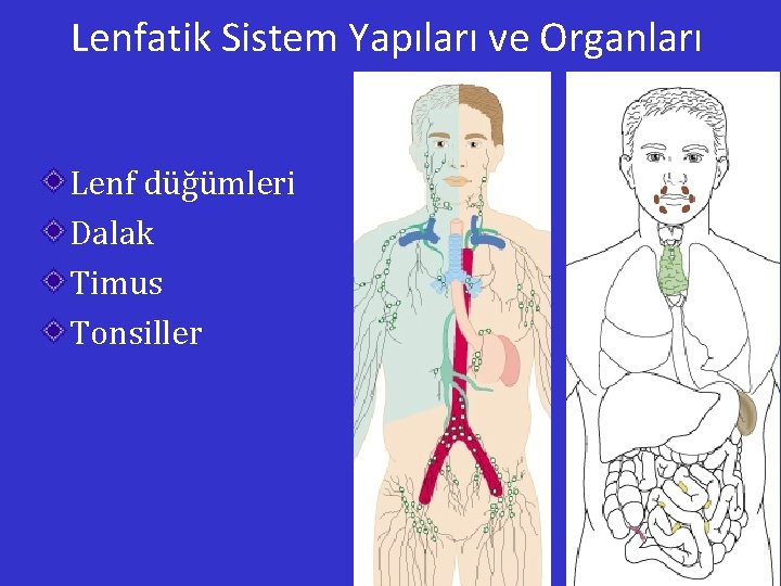 Lenfatik Sistem Yapıları ve Organları Lenf düğümleri Dalak Timus Tonsiller 