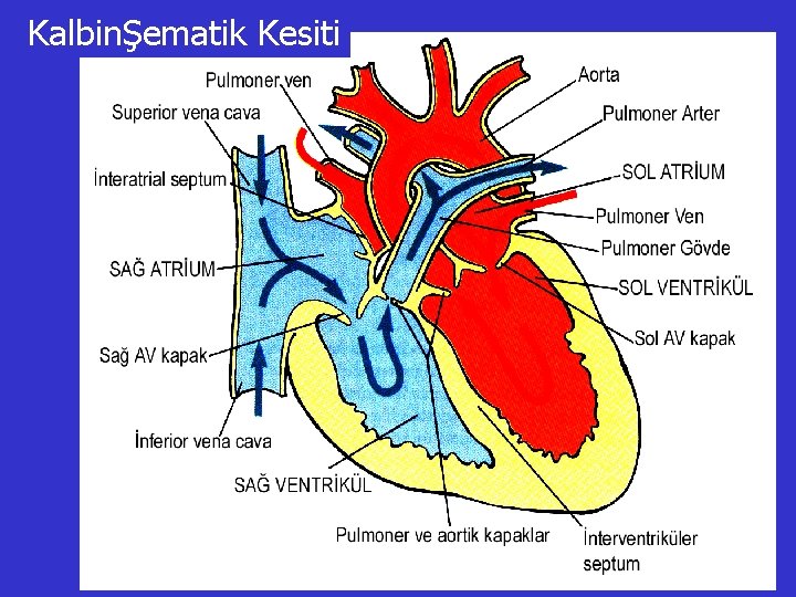 KalbinŞematik Kesiti 