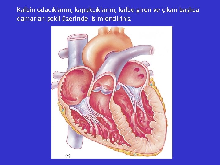 Kalbin odacıklarını, kapakçıklarını, kalbe giren ve çıkan başlıca damarları şekil üzerinde isimlendiriniz 