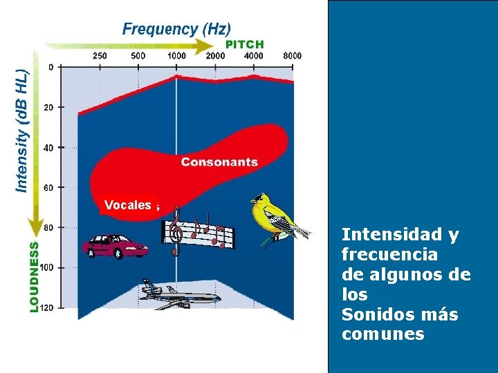 Vocales Intensidad y frecuencia de algunos de los Sonidos más comunes 
