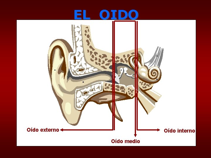 EL OIDO Oído externo Oído interno Oído medio 