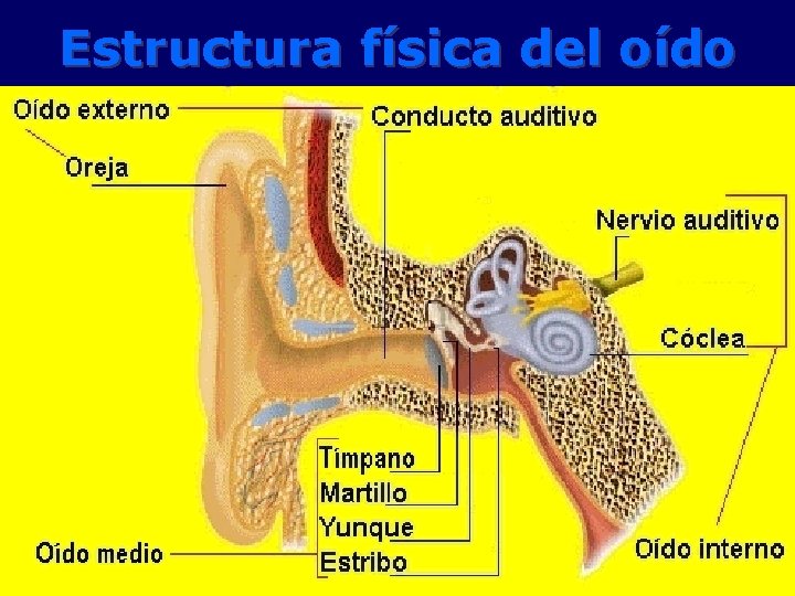 Estructura física del oído 