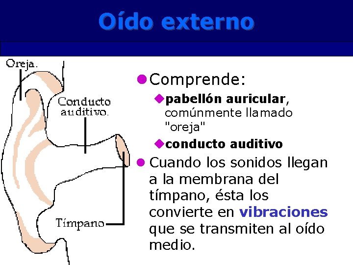 Oído externo l Comprende: upabellón auricular, comúnmente llamado "oreja" uconducto auditivo l Cuando los