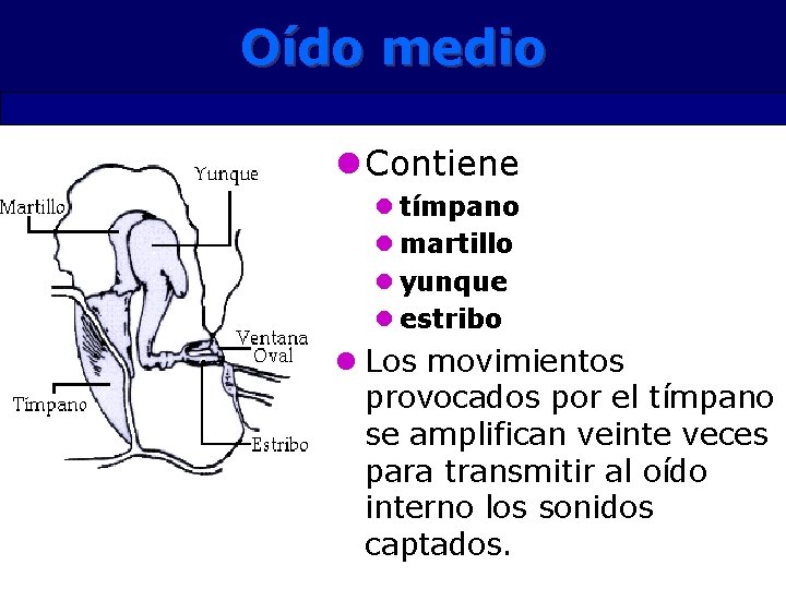 Oído medio l Contiene l tímpano l martillo l yunque l estribo l Los