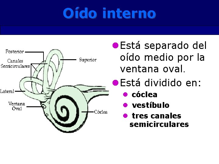 Oído interno l Está separado del oído medio por la ventana oval. l Está