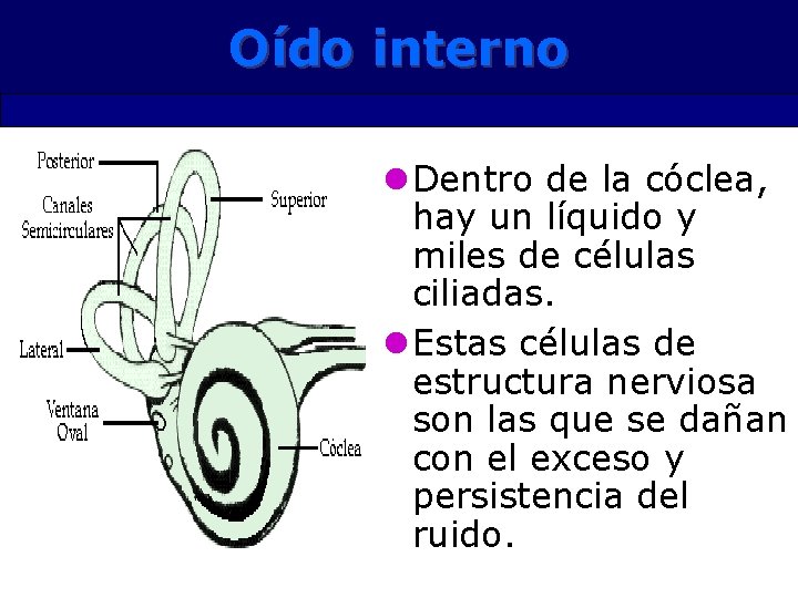 Oído interno l Dentro de la cóclea, hay un líquido y miles de células