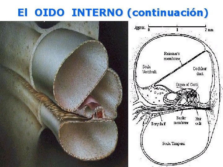 El OIDO INTERNO (continuación) 