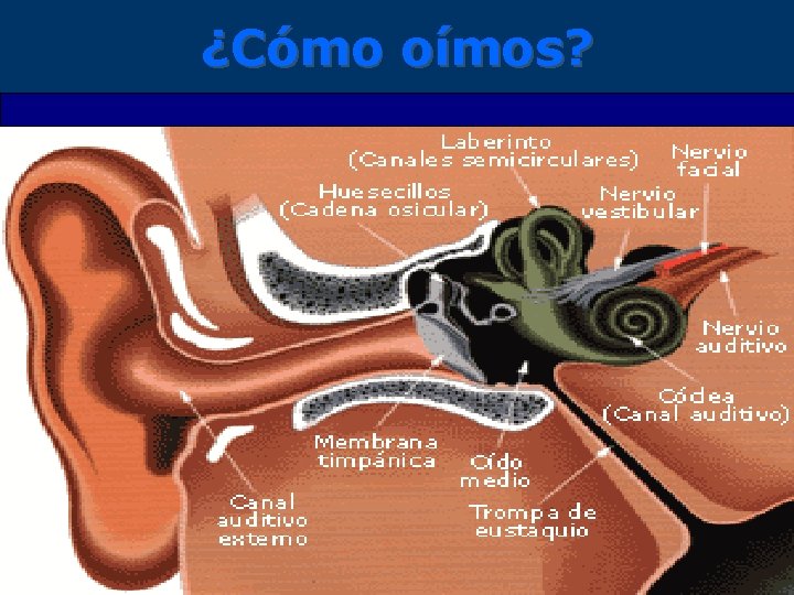 ¿Cómo oímos? 