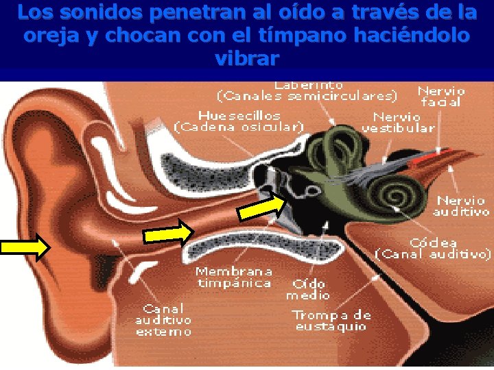 Los sonidos penetran al oído a través de la oreja y chocan con el