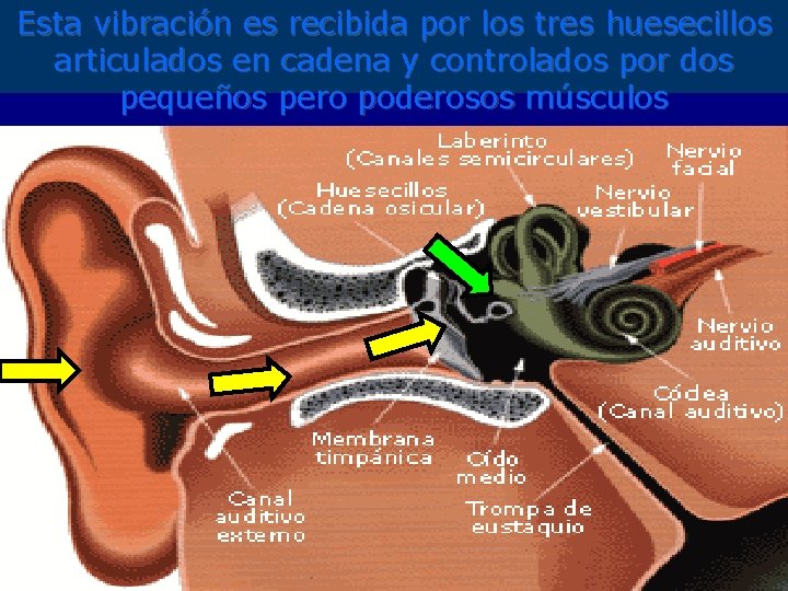 Esta vibración es recibida por los tres huesecillos articulados en cadena y controlados por