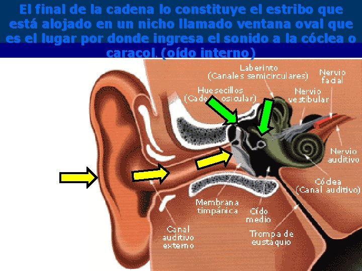 El final de la cadena lo constituye el estribo que está alojado en un