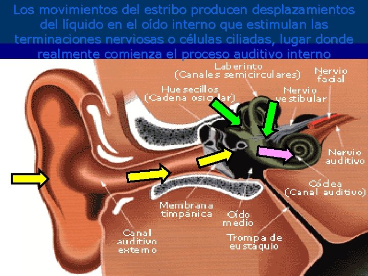 Los movimientos del estribo producen desplazamientos del líquido en el oído interno que estimulan