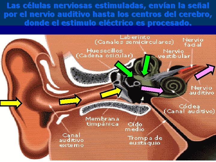 Las células nerviosas estimuladas, envían la señal por el nervio auditivo hasta los centros