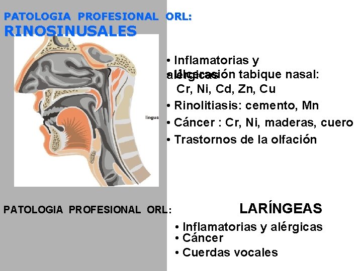 PATOLOGIA PROFESIONAL ORL: RINOSINUSALES • Inflamatorias y • Ulceración tabique nasal: alérgicas Cr, Ni,