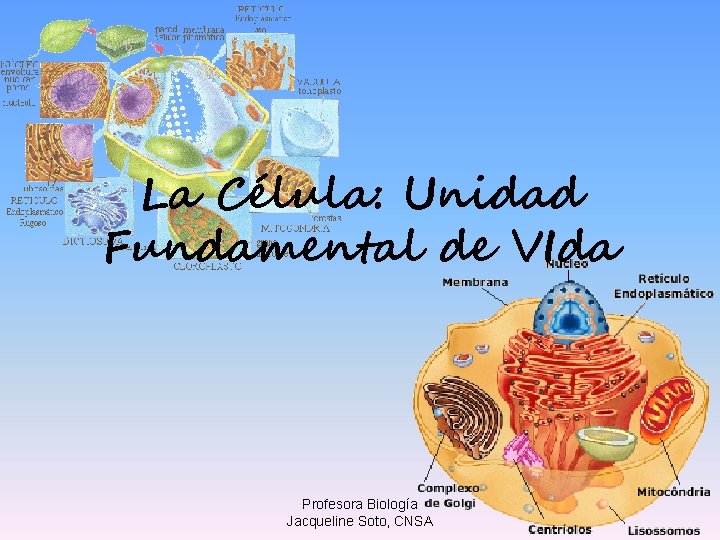 La Célula: Unidad Fundamental de VIda Profesora Biología Jacqueline Soto, CNSA 