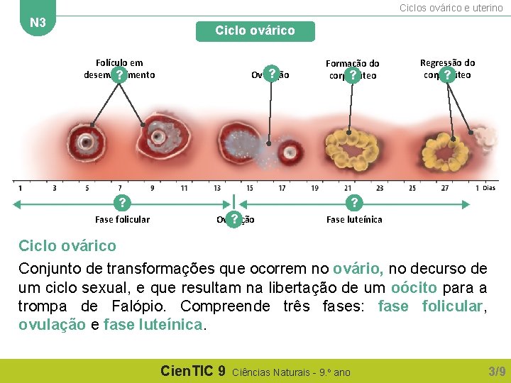 Ciclos ovárico e uterino N 3 Ciclo ovárico Folículo em desenvolvimento ? ? Ovulação Ciclos ovárico e uterino N 3 Ciclo ovárico Folículo em desenvolvimento ? ? Ovulação