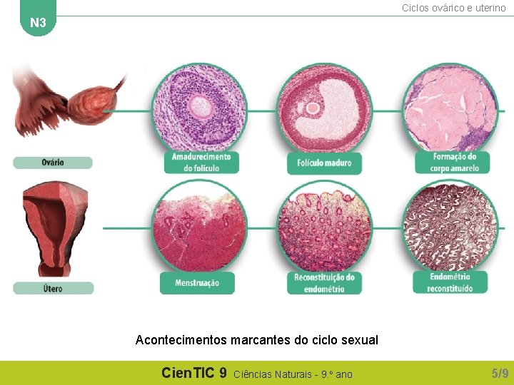 Ciclos ovárico e uterino N 3 Acontecimentos marcantes do ciclo sexual Cien. TIC 9 Ciclos ovárico e uterino N 3 Acontecimentos marcantes do ciclo sexual Cien. TIC 9