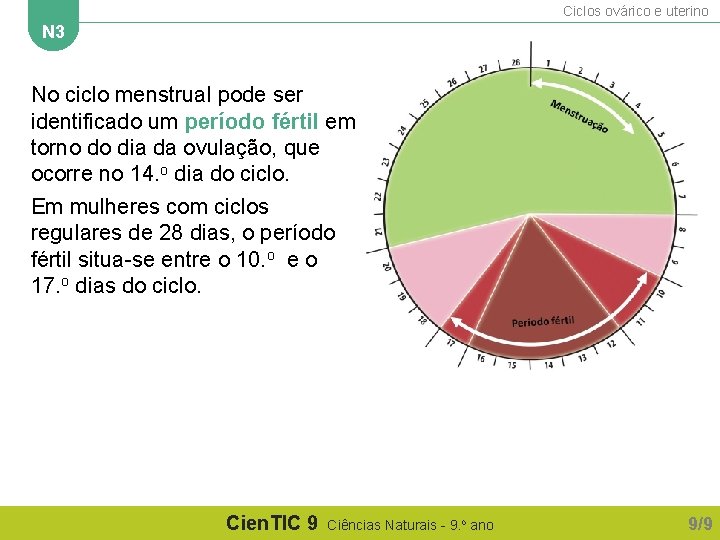 Ciclos ovárico e uterino N 3 No ciclo menstrual pode ser identificado um período Ciclos ovárico e uterino N 3 No ciclo menstrual pode ser identificado um período