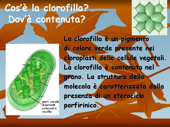 Cos’è la clorofilla? Dov’è contenuta? La clorofilla è un pigmento di colore verde presente Cos’è la clorofilla? Dov’è contenuta? La clorofilla è un pigmento di colore verde presente