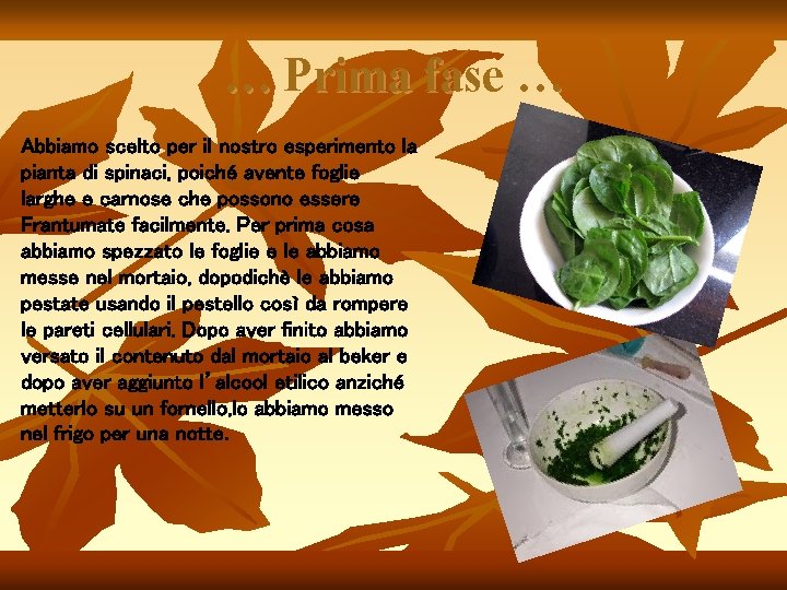… Prima fase … Abbiamo scelto per il nostro esperimento la pianta di spinaci, … Prima fase … Abbiamo scelto per il nostro esperimento la pianta di spinaci,
