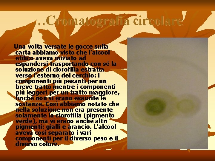 …Cromatografia circolare Una volta versate le gocce sulla carta abbiamo visto che l’alcool etilico …Cromatografia circolare Una volta versate le gocce sulla carta abbiamo visto che l’alcool etilico