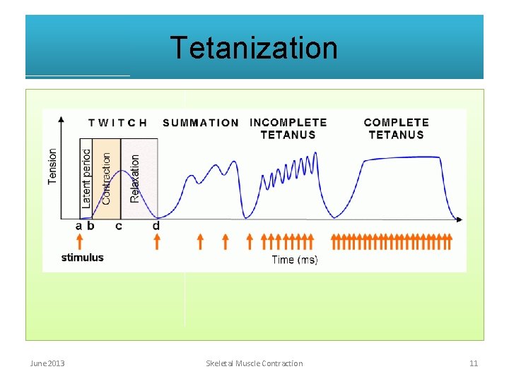 Tetanization June 2013 Skeletal Muscle Contraction 11 Tetanization June 2013 Skeletal Muscle Contraction 11