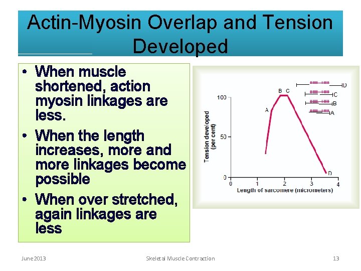 Actin-Myosin Overlap and Tension Developed • When muscle shortened, action myosin linkages are less. Actin-Myosin Overlap and Tension Developed • When muscle shortened, action myosin linkages are less.