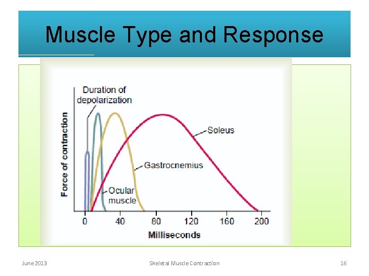 Muscle Type and Response June 2013 Skeletal Muscle Contraction 16 Muscle Type and Response June 2013 Skeletal Muscle Contraction 16