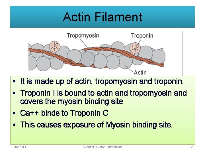 Actin Filament • It is made up of actin, tropomyosin and troponin. • Troponin Actin Filament • It is made up of actin, tropomyosin and troponin. • Troponin