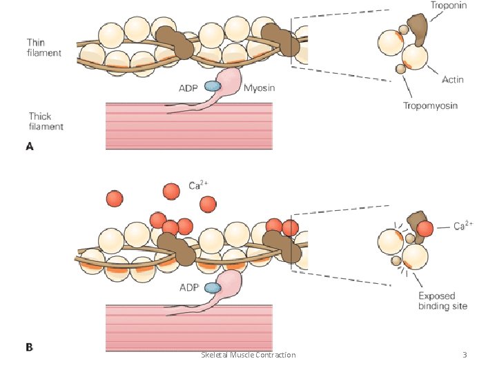 June 2013 Skeletal Muscle Contraction 3 June 2013 Skeletal Muscle Contraction 3