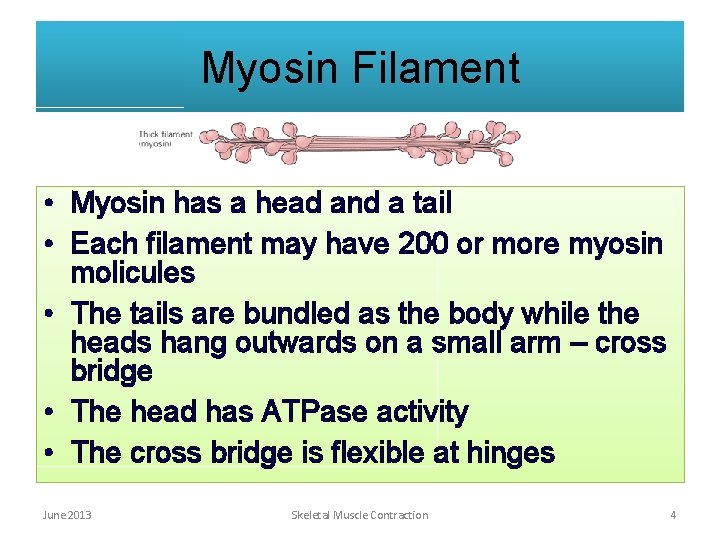 Myosin Filament • Myosin has a head and a tail • Each filament may Myosin Filament • Myosin has a head and a tail • Each filament may