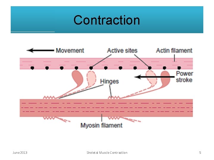 Contraction June 2013 Skeletal Muscle Contraction 5 Contraction June 2013 Skeletal Muscle Contraction 5