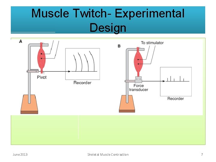 Muscle Twitch- Experimental Design June 2013 Skeletal Muscle Contraction 7 Muscle Twitch- Experimental Design June 2013 Skeletal Muscle Contraction 7