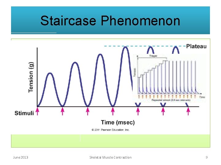 Staircase Phenomenon June 2013 Skeletal Muscle Contraction 9 Staircase Phenomenon June 2013 Skeletal Muscle Contraction 9