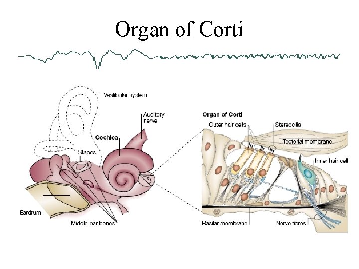 Organ of Corti 