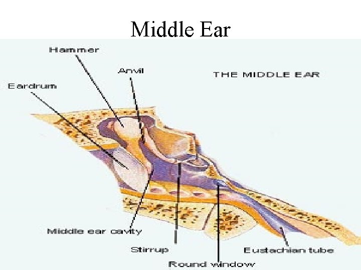 Middle Ear Virtual Tour of the Ear Middle Ear Cavity Tympanic Membrane Ossicles Middle