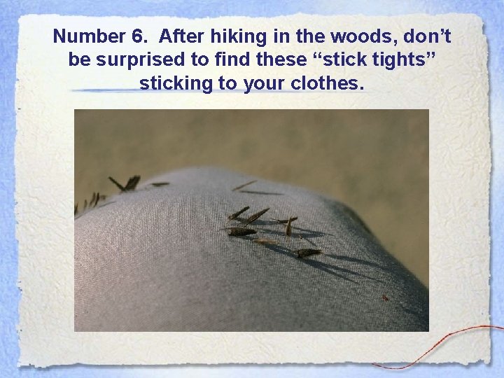 Number 6. After hiking in the woods, don’t be surprised to find these “stick