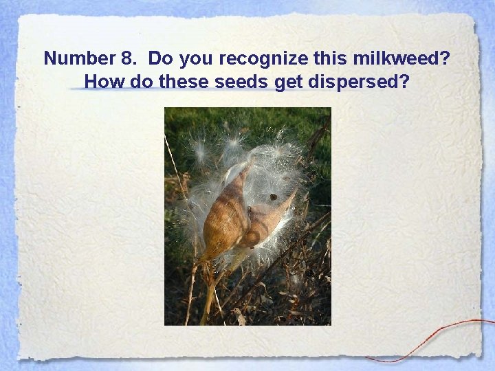 Number 8. Do you recognize this milkweed? How do these seeds get dispersed? 