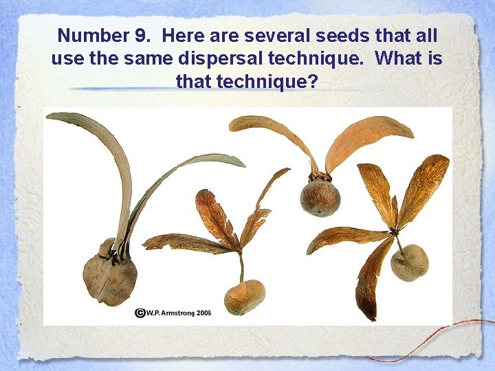 Number 9. Here are several seeds that all use the same dispersal technique. What