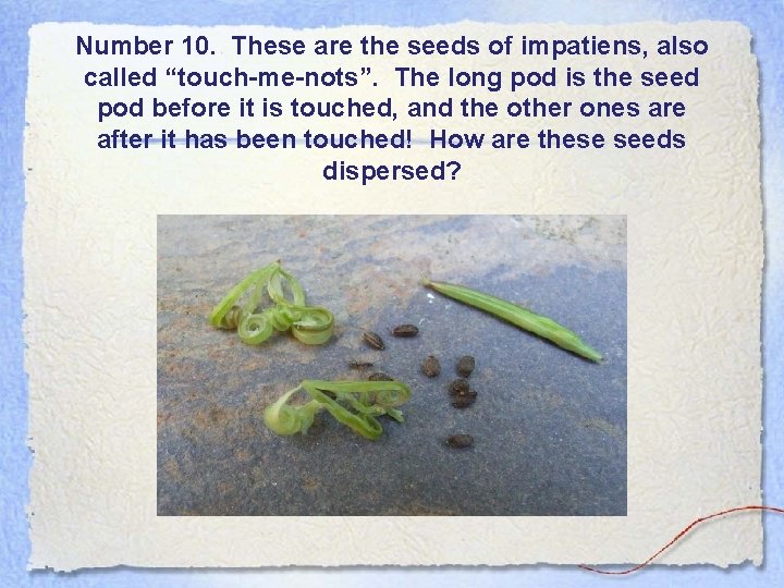 Number 10. These are the seeds of impatiens, also called “touch-me-nots”. The long pod