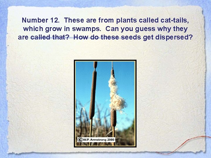 Number 12. These are from plants called cat-tails, which grow in swamps. Can you
