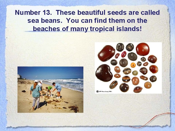 Number 13. These beautiful seeds are called sea beans. You can find them on