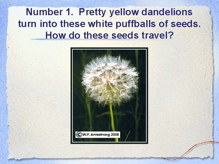 Number 1. Pretty yellow dandelions turn into these white puffballs of seeds. How do