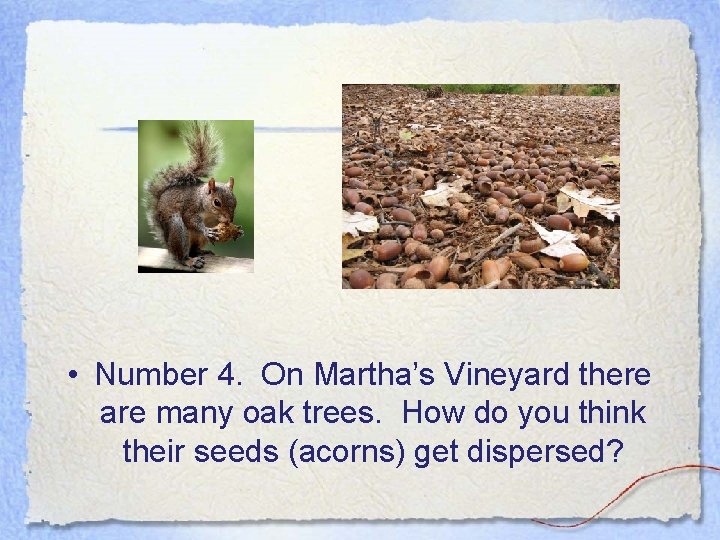  • Number 4. On Martha’s Vineyard there are many oak trees. How do