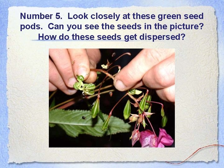 Number 5. Look closely at these green seed pods. Can you see the seeds