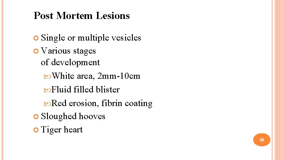 Post Mortem Lesions Single or multiple vesicles Various stages of development White area, 2