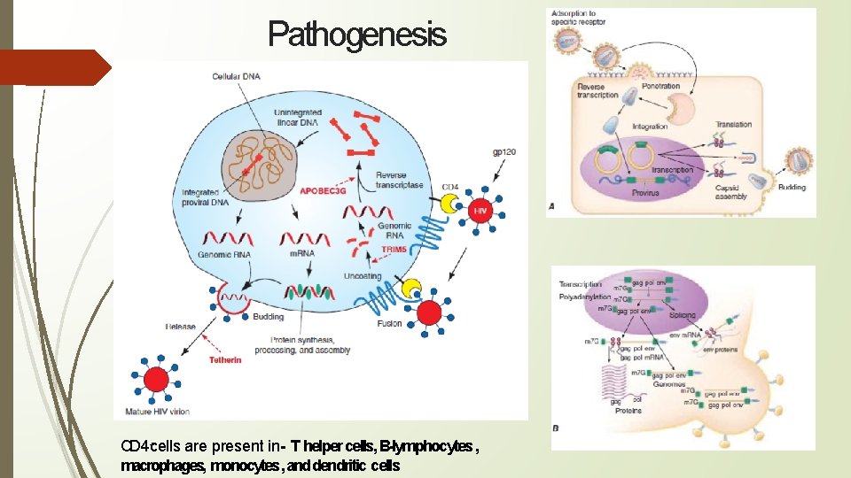 Pathogenesis CD 4+cells are present in- T helper cells, B-lymphocytes , macrophages, monocytes ,