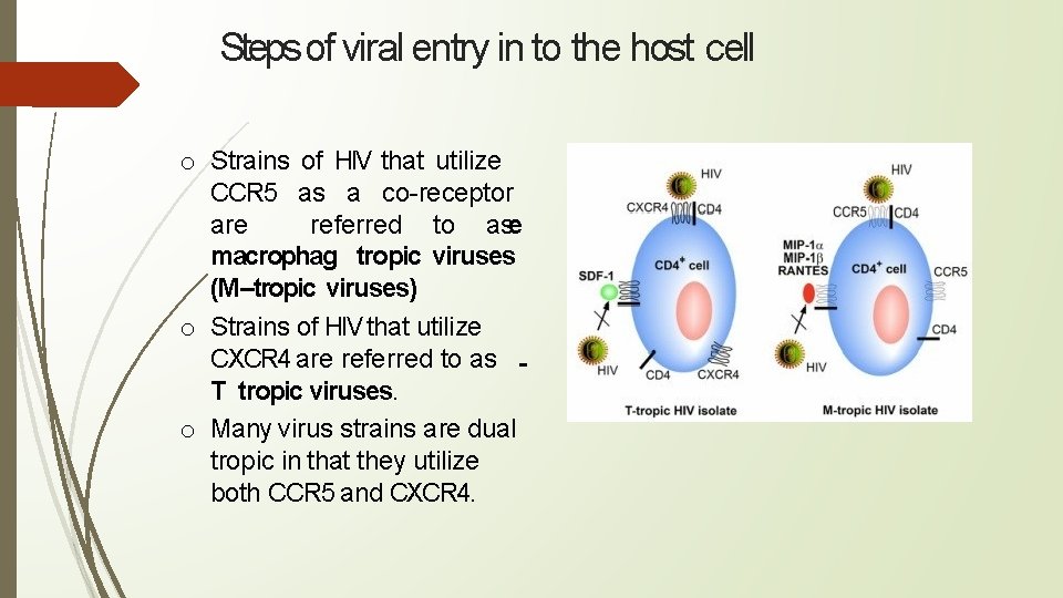 Steps of viral entry in to the host cell o Strains of HIV that