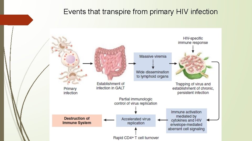 Events that transpire from primary HIV infection 